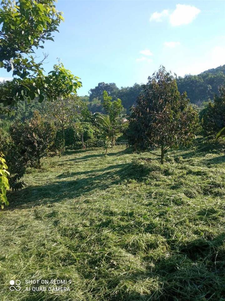 Đất có nhà vườn 1288m2 ngang 20m đường xe hơi có sẵn nhà cấp 4 + vườn sầu 1,910 tỷ