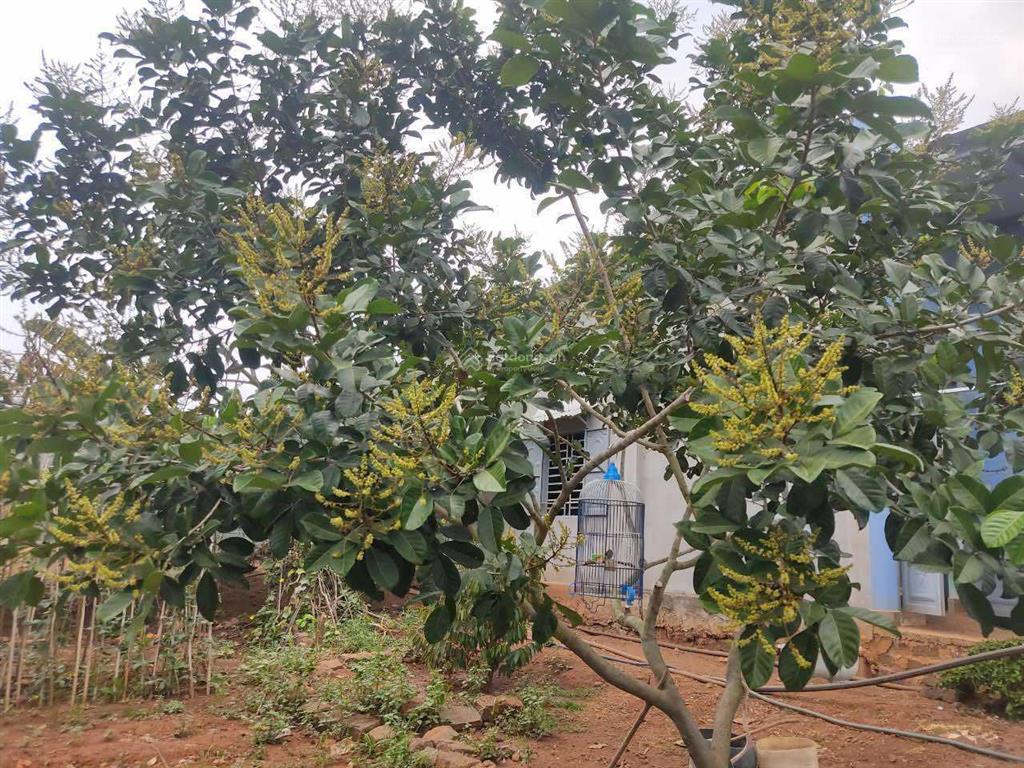 Đất có nhà vườn 1288m2 ngang 20m đường xe hơi có sẵn nhà cấp 4 + vườn sầu 1,910 tỷ