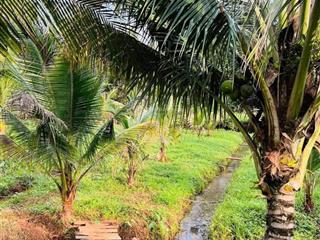 Chủmuốn bán đất trồng dừa, tặng nhà vườn 1000 m2  giá 449 triệu