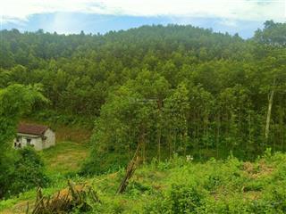 Bán rẻ 1ha đất rừng sản xuất có 400m2 đất ở tại huyện lạc thủy, hòa bình