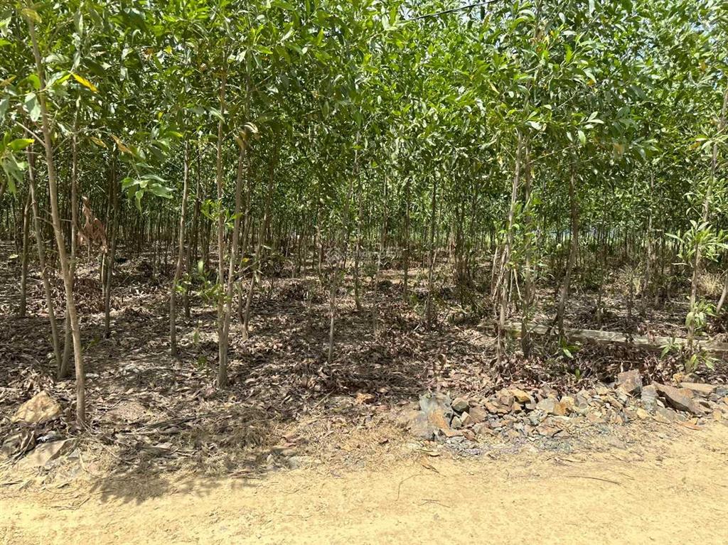 Bán đất ở thôn suối sâu, xã ninh tân, thị xã ninh hòa