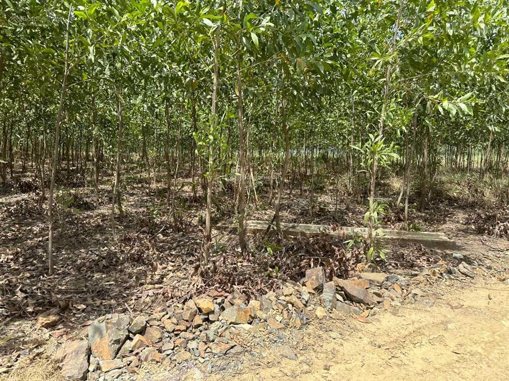 Bán đất ở thôn suối sâu, xã ninh tân, thị xã ninh hòa