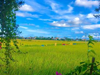 Sản phẩm đắc địa view lúa trực diện cánh đồng an mỹ  hội an