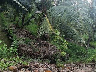 Bán đất vườn dừa đang thu hoạch 2 mặt tiền tại châu bình, giồng trôm, bến tre