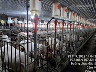 Cần bán trang trại nuôi heo nái, xã xuân tây, cẩm mỹ, đồng nai, pháp lý đầy đủ, giá 42 tỉ