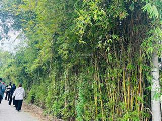 Đất bình chánh giá rẻ ,sổ đỏ riêng cơ hội vàng đầu tư sinh lời.. 0962 000 ***