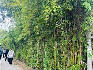 Đất nền chính chủ kẹt tiền cần bán gấp, đã có sổ đầy đủ cách đường lớn an hạ 200m