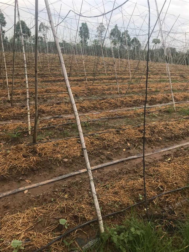 Bán đất nền cln có thổ tại gò công đông, tiền giang 5.500m2 (80 x72), mt kênh đường nhựa 1tr/m2