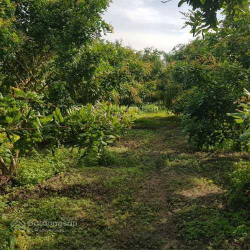 Bán 3,147m2 đất trồng nhãn có thổ và nhà mt đường đt862 tại biển tân thành, gò công đông. 7,5 tỷ tl