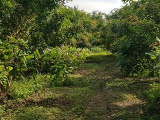 Bán 3,147m2 hoặc cắt 1 phần theo yêu cầu đất vườn có thổ và nhà mt tại biển tân thành, gò công đông