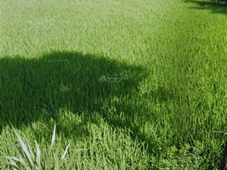 Bán đất tại gò công đông, tiền giang. 3.252m2 đường xe 16 chỗ, gần trung tâm, giá 2,1 tỷ, sổ hồng