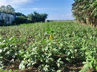 Đất nền mặt tiền nhựa tại gò công đông, tiền giang. 17x50m có 300m2 thổ, sổ hồng riêng, 1,35 tỷ