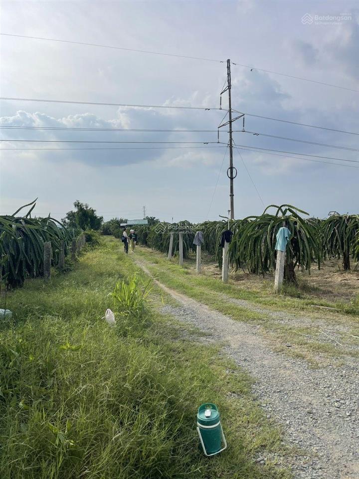 Bán đất thanh long cách phan thiết 16km, ngay trạm thu phí sông phan, dt 15500m2