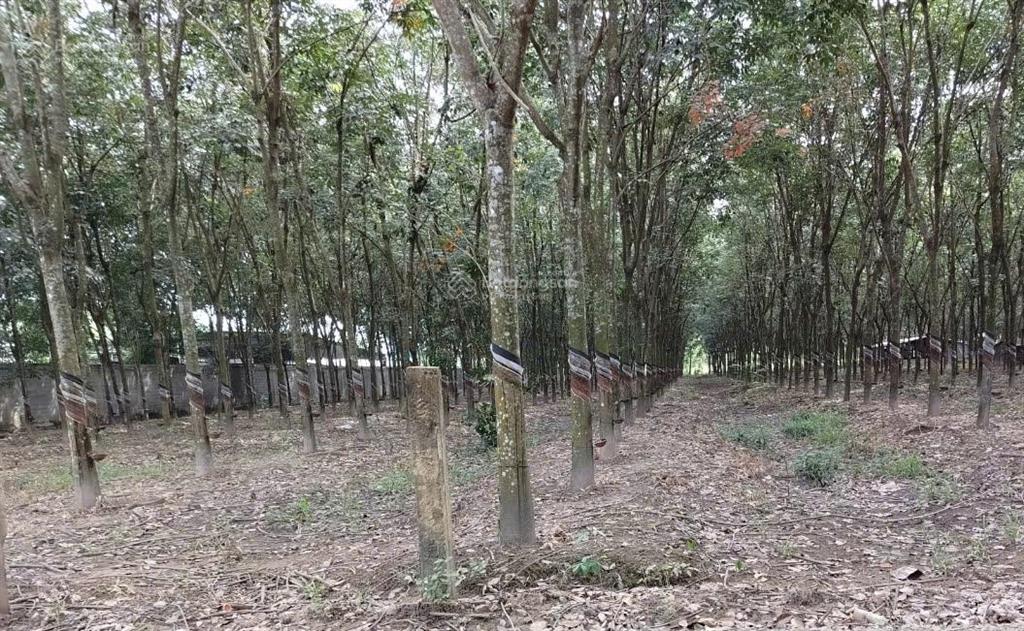 Bán 2.4ha đất quy hoạch skc tại phú giáo, bình dương giá 33 tỷ