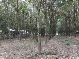 Bán 2.4ha đất quy hoạch skc tại phú giáo, bình dương giá 33 tỷ