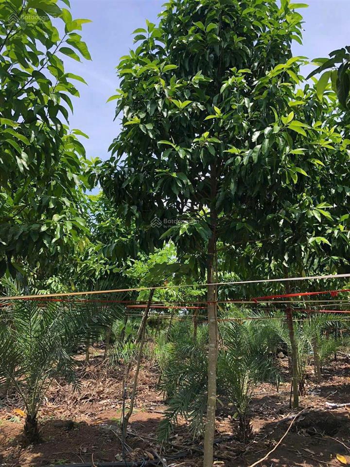 Cần bán nhà vườn 11.000m2 quy hoạch đất ở tại nông, cách sân bay long thành 15km. cách sài gòn 30km