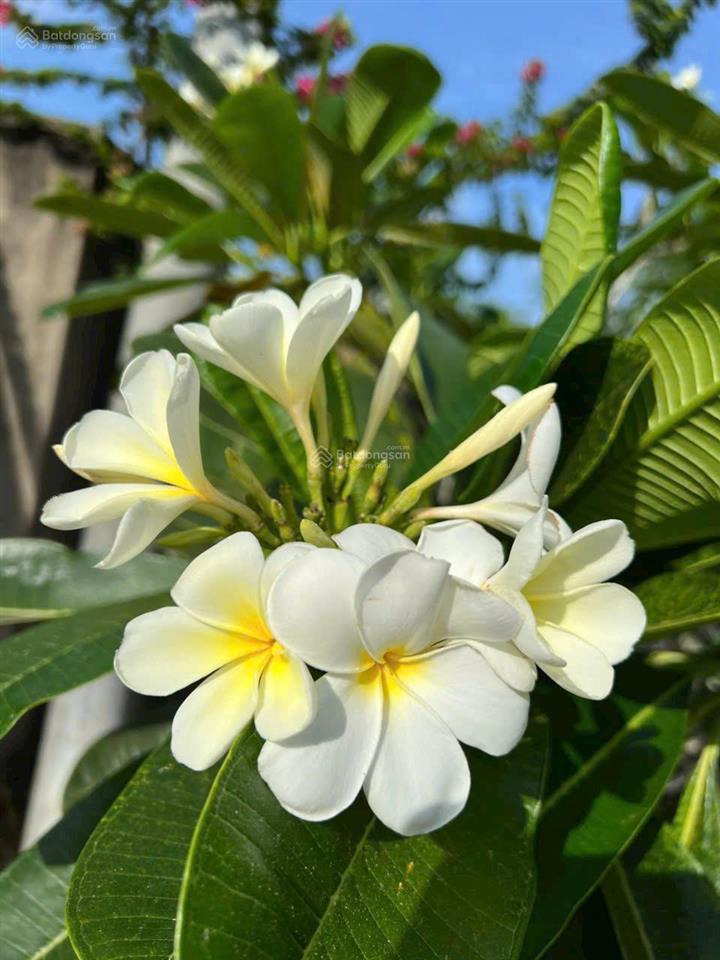 Cần bán nhà vườn 11.000m2 quy hoạch đất ở tại nông, cách sân bay long thành 15km. cách sài gòn 30km