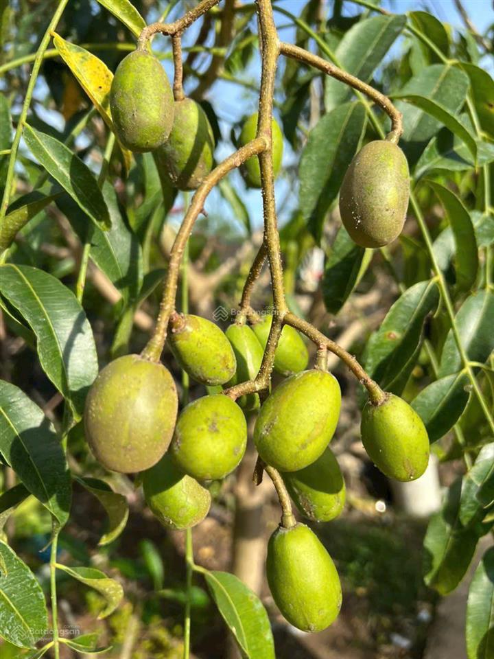 Cần bán nhà vườn 11.000m2 quy hoạch đất ở tại nông, cách sân bay long thành 15km. cách sài gòn 30km