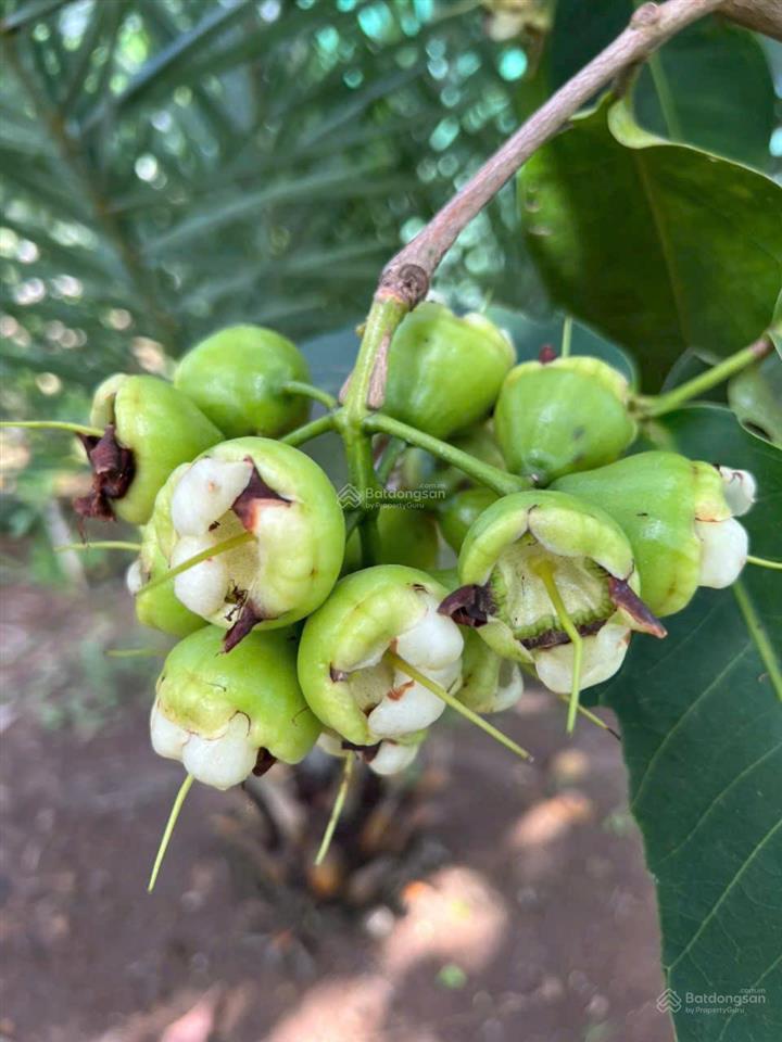 Cần bán nhà vườn 11.000m2 quy hoạch đất ở tại nông, cách sân bay long thành 15km. cách sài gòn 30km