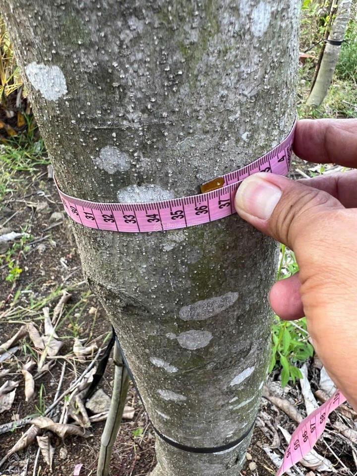 Cần bán nhà vườn 11.000m2 quy hoạch đất ở tại nông, cách sân bay long thành 15km. cách sài gòn 30km