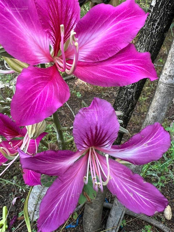 Cần bán nhà vườn 11.000m2 quy hoạch đất ở tại nông, cách sân bay long thành 15km. cách sài gòn 30km