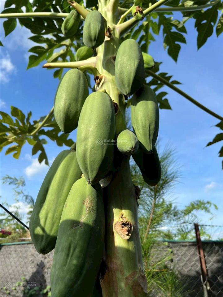 Cần bán nhà vườn 11.000m2 quy hoạch đất ở tại nông, cách sân bay long thành 15km. cách sài gòn 30km