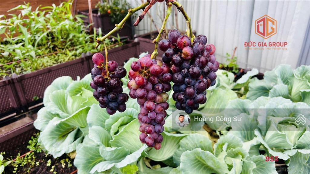 Bán cặp nhà hoàn thiện đẹp nhất mặt tiền đường n1 sổ hồng hoàn công 500m2 sàn ngang 10m giá 28.5 tỷ