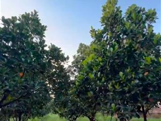 Bán mảnh vườn 2.000m² tại ấp tân triều, xã tân bình, huyện vĩnh cửu, tỉnh đồng nai