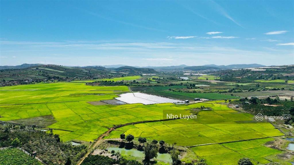 Cần bán 8000m2 đất vườn đất đỏ bazan đang trồng laghim, cách ubnd xã tà hine 2km. chỉ 2.5 tỷ