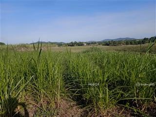 Chính chủ gửi bán đất kênh tây, ninh sơn, ninh hoà diện tích 1.23ha đất trồng cây