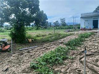 Bán đất ninh an, ninh hoà 1.5ha đất trồng cây, giáp sông nguồn nước quanh năm