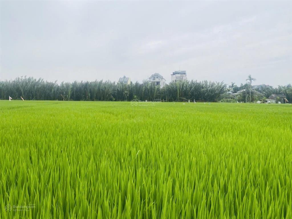 300 m2 cẩm thanh gần lúa, thích hợp làm homestay