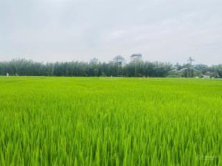 1100m view lúa trực diện đường riêng 4 m đi vào thích hợp làm homestay, villa
