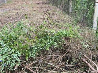 Bán lô đất tặng vườn măng an sơn, thuận an, bình dương