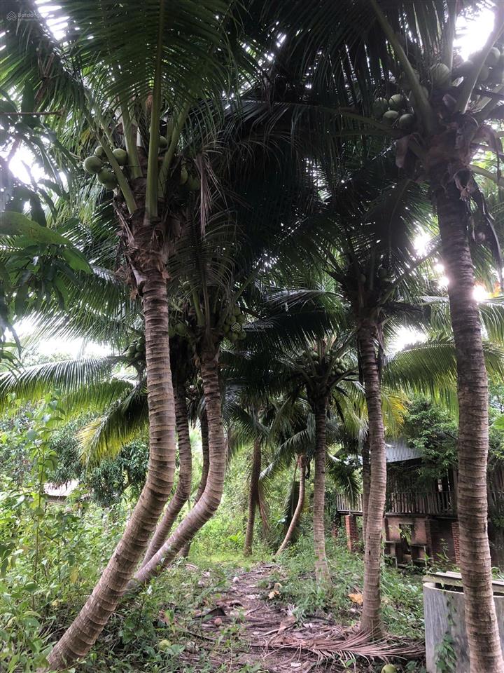Bán đất đường oto, đất vườn phước thượng, nam nha trang, khánh hòa.