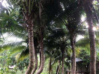 Bán đất đường ô tô, đất vườn phước thượng, nam nha trang, khánh hòa