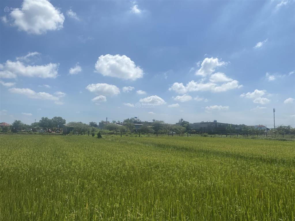 Cần sang nhượng đất nông nghiệp trồng lúa tại xã vĩnh lộc  tp. hồ chí minh