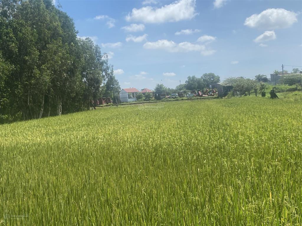 Cần sang nhượng đất nông nghiệp trồng lúa tại xã vĩnh lộc  tp. hồ chí minh