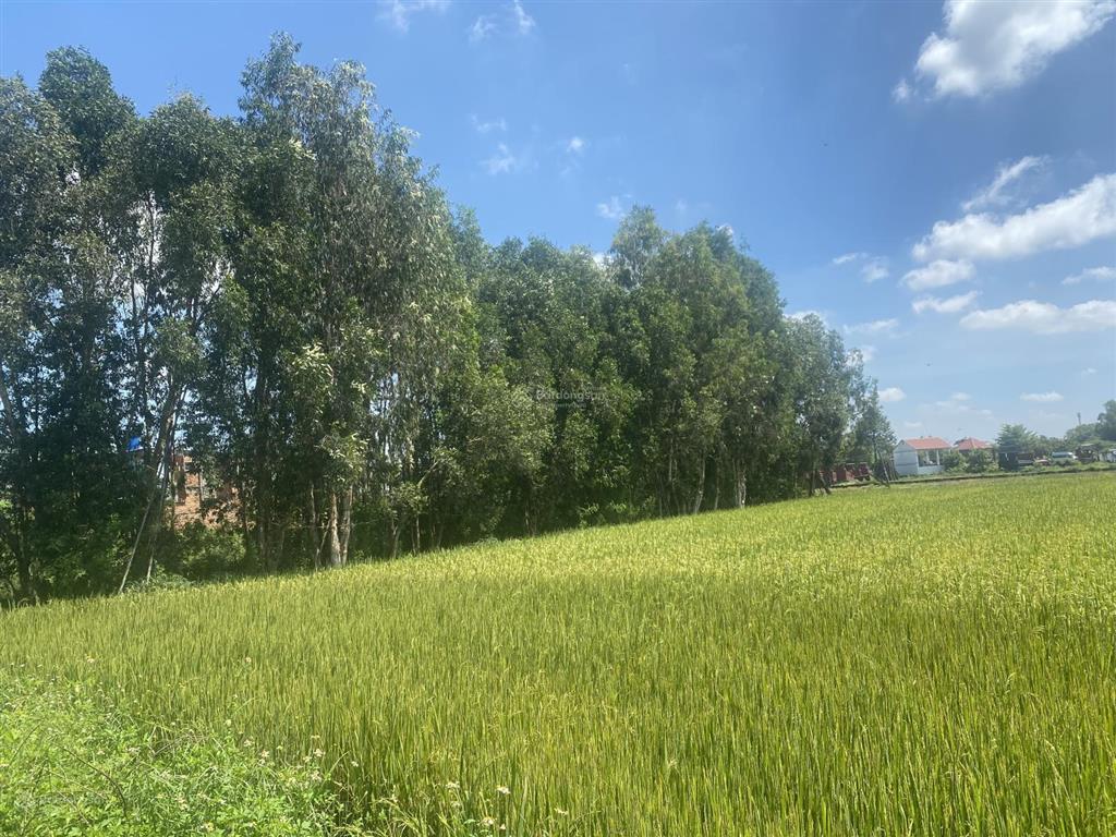 Cần sang nhượng đất nông nghiệp trồng lúa tại xã vĩnh lộc  tp. hồ chí minh