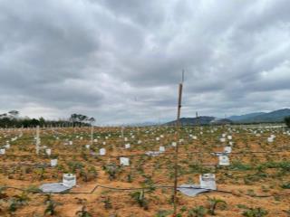 Bán trang trại khu nghỉ dưỡng đẹp tại xã tây trạch, bố trạch, quảng bình, 4,9 tỷ, 47.735 m2