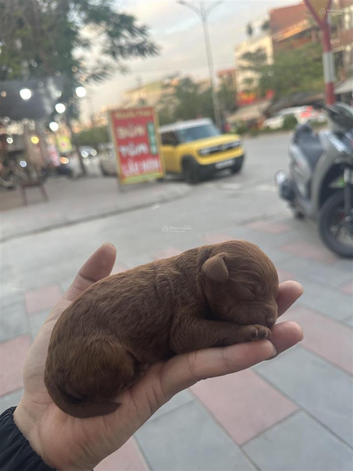 Bán căn đông nam ngay gần trục đường đại lộ sáng tạo 68m , nằm trên trục đường ra công viên