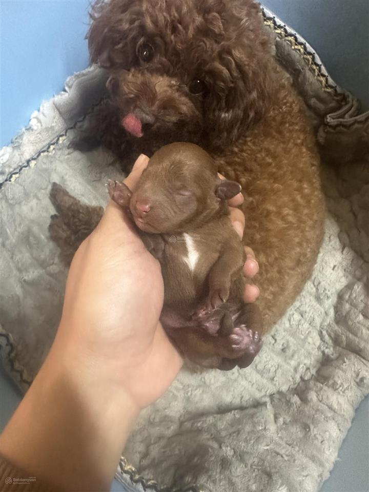 Bán căn đông nam 70m giá chỉ 5,x tỷ lựa chọn để ở hay đầu tư đều hợp lý