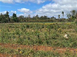 Cần bán 38x60m đường hiện trạng 4m mặt sau đường qh20m hòa thuận đường vào trại heo thông sang ql26