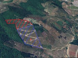 Cần bán rẫy xoài 4.2 ha (1500 cây 7 năm tuổi) giá rẻ