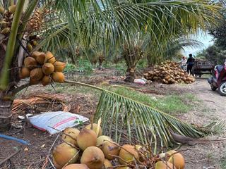 Bán gấp lô đất vườn dừa xuân đông, cẩm mỹ, đồng nai, mặt tiền đường bê tông, dt 2,2 mẫu giá 800/sào