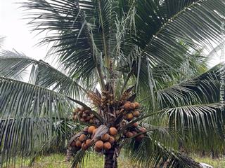 Bán đất đẹp xuân đông, 15 tỷ vnd, 20000 m2, pháp lý đầy đủ