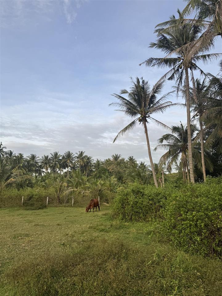 Bán 3102m2 thổ cư đường bàu me, thiện nghiệp giáp sun group giá siêu tốt