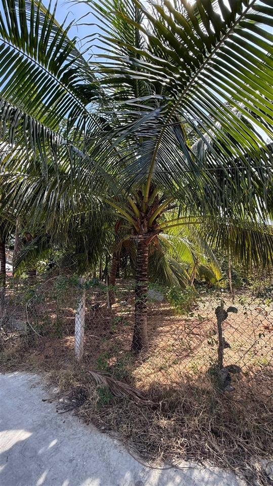 Bán 3102m2 thổ cư đường bàu me, thiện nghiệp giáp sun group giá siêu tốt