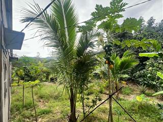 bán 1,2 hecta có thổ cư sẵn vườn Bưởi, Sầu Riêng đã cho thu LH 0788.558.552