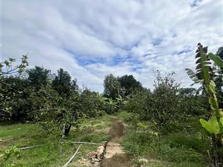 Bán vườn bưởi , sầu riêng 1,2 hecta có thổ cư xã khánh phú, khánh vĩnh  0788 558 ***